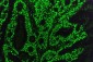Anti-KAP1/TRIM28 Antibody Picoband™ (monoclonal, 3H2)